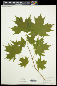 Acer saccharum var. saccharum image