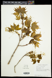 Acer saccharum var. saccharum image