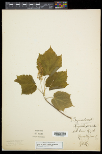 Acer spicatum image