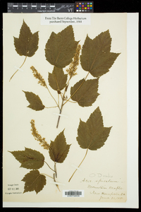 Acer spicatum image