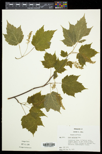 Acer spicatum image