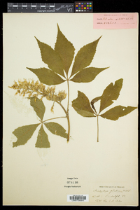 Aesculus glabra image