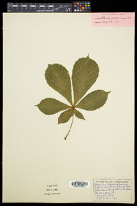 Aesculus hippocastanum image