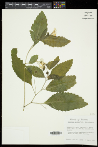 Impatiens pallida image