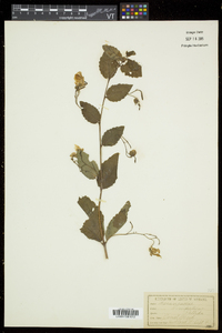 Impatiens pallida image