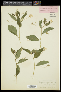 Impatiens pallida image