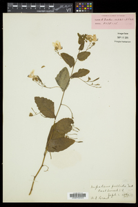 Impatiens pallida image