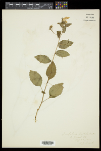 Impatiens pallida image