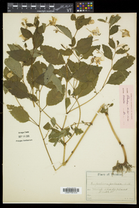 Impatiens pallida image