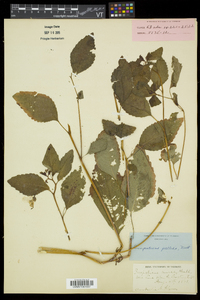 Impatiens pallida image