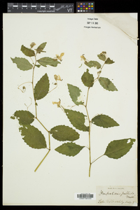 Impatiens pallida image