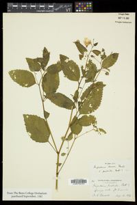 Impatiens pallida image