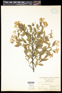 Ceanothus herbaceus image