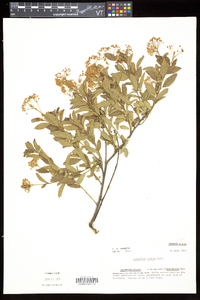 Ceanothus herbaceus image