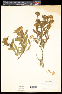 Ceanothus herbaceus image