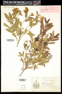 Ceanothus herbaceus image