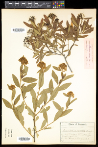 Ceanothus herbaceus image