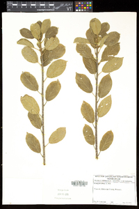 Frangula alnus image