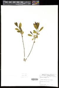 Rhamnus alnifolia image