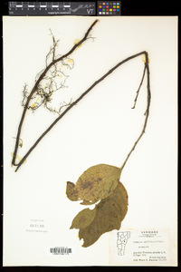 Rhamnus alnifolia image