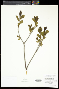 Rhamnus alnifolia image