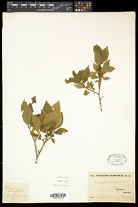 Rhamnus alnifolia image