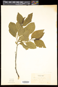 Rhamnus alnifolia image