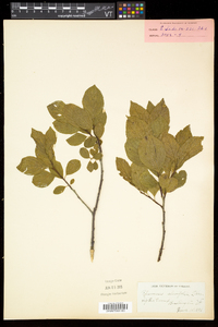 Rhamnus alnifolia image