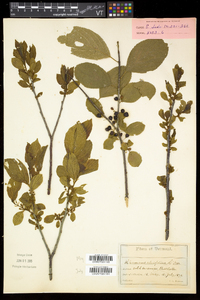 Rhamnus alnifolia image