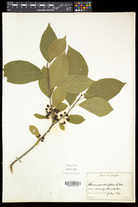 Rhamnus alnifolia image