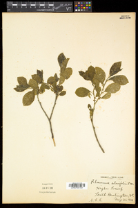 Rhamnus alnifolia image