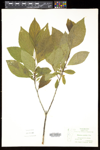 Rhamnus alnifolia image