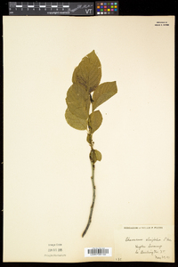 Rhamnus alnifolia image