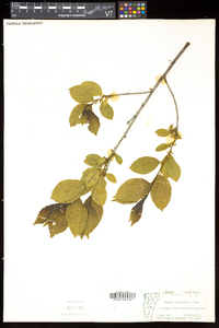 Rhamnus alnifolia image