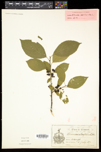 Rhamnus alnifolia image