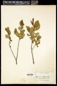 Rhamnus alnifolia image