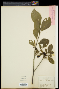 Rhamnus alnifolia image