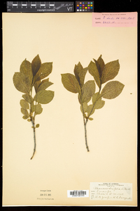 Rhamnus alnifolia image