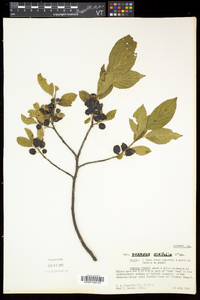 Rhamnus alnifolia image