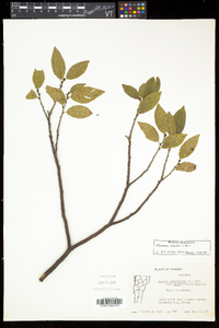 Rhamnus alnifolia image