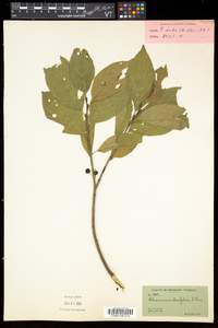 Rhamnus alnifolia image