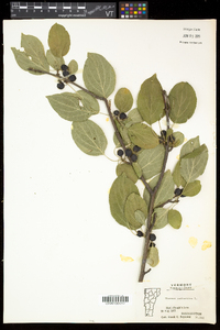 Rhamnus cathartica image