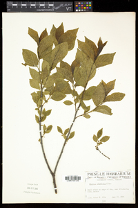 Rhamnus alnifolia image