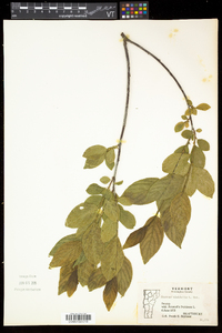 Rhamnus alnifolia image