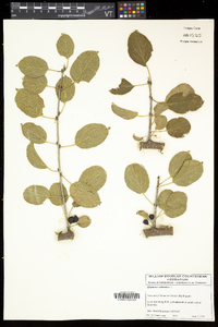 Rhamnus cathartica image