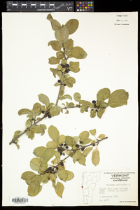 Rhamnus cathartica image