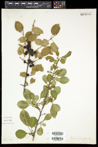 Rhamnus cathartica image