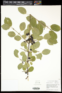 Rhamnus cathartica image