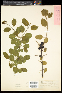 Rhamnus cathartica image