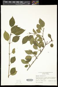 Rhamnus cathartica image